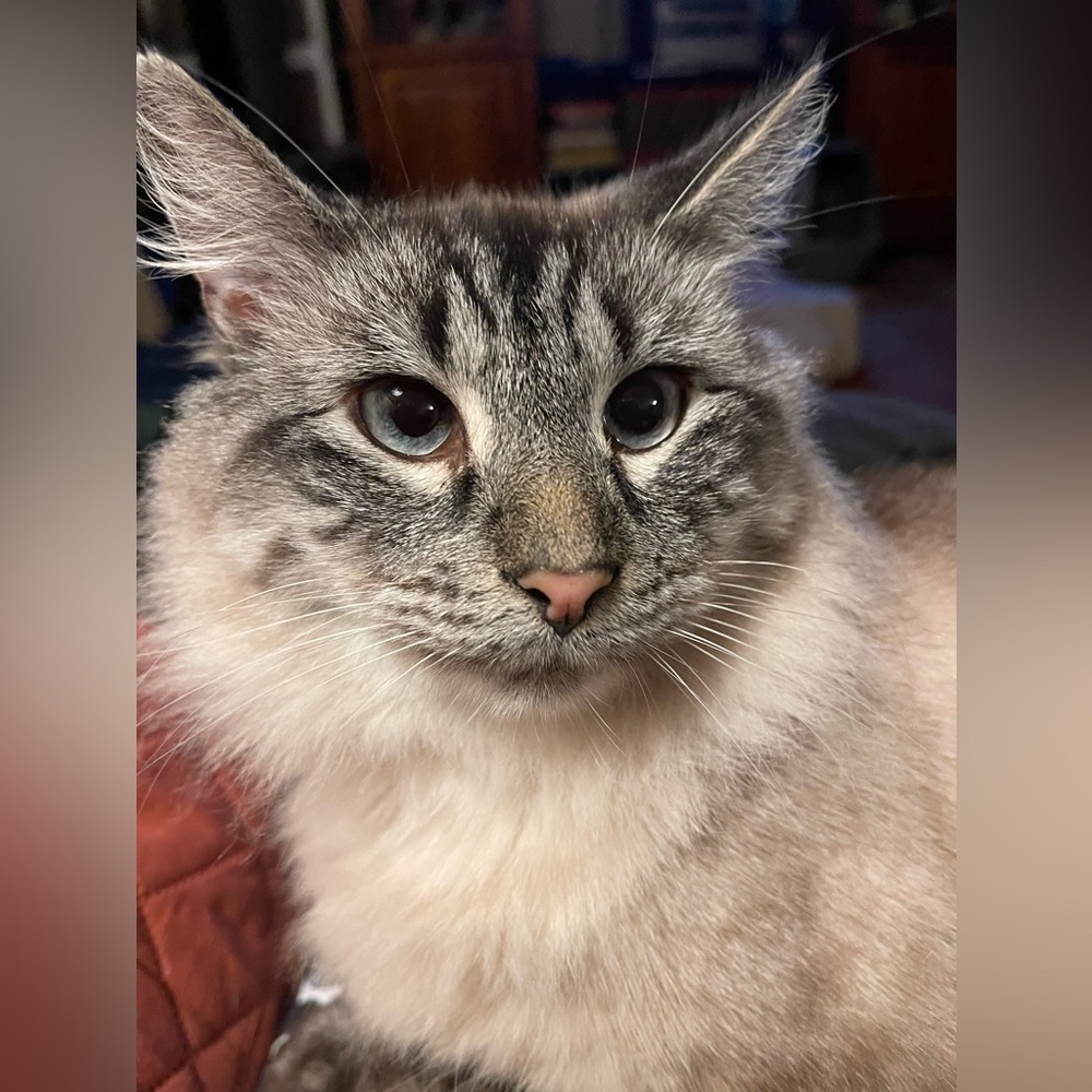 Pet Friendly - image 5